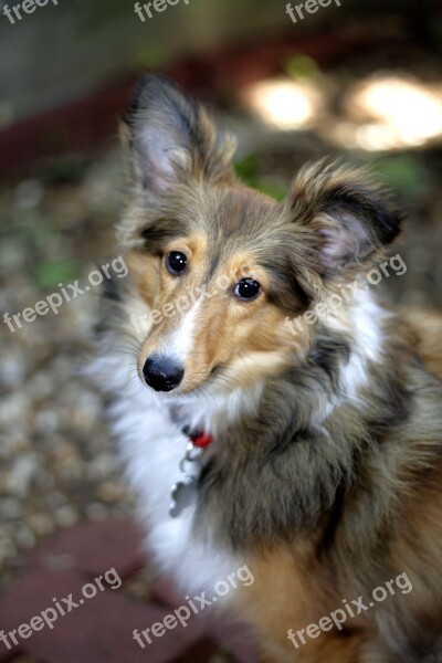 Shetland Sheepdog Dog Dog Portrait Free Photos