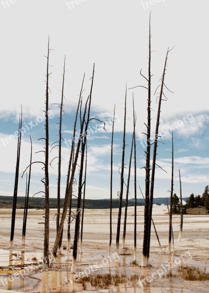 Yellowstone Desolate Tree Mood Landscape