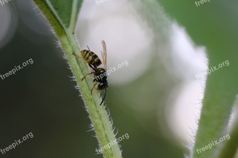 Bee Wasp Insect Stalk Green