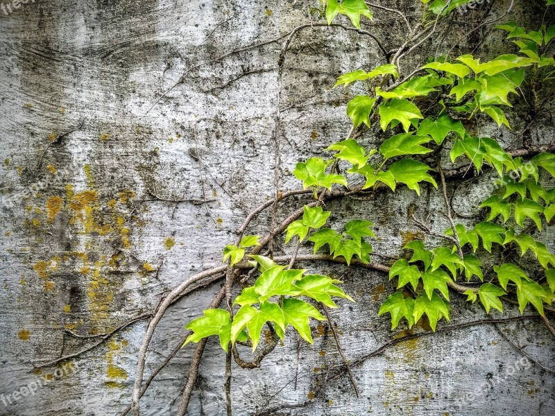 Wild Grapes Concrete Plant Weed Vine