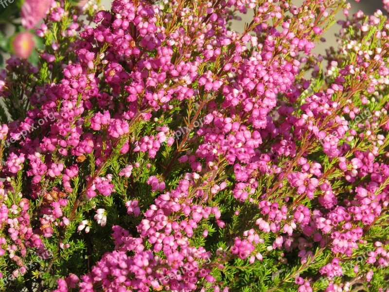 Heide Pink Bell Heather Heather Plant