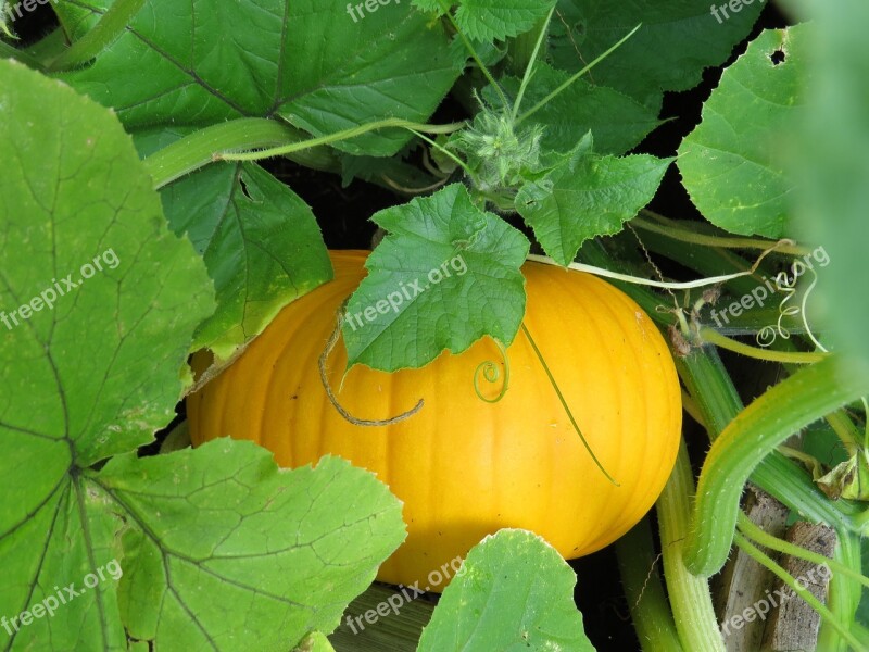 Pumpkin Autumn Halloween Orange Vegetables