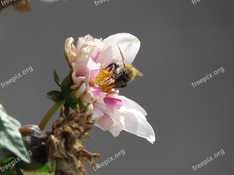 Bee Rose Pink Flower Blossom