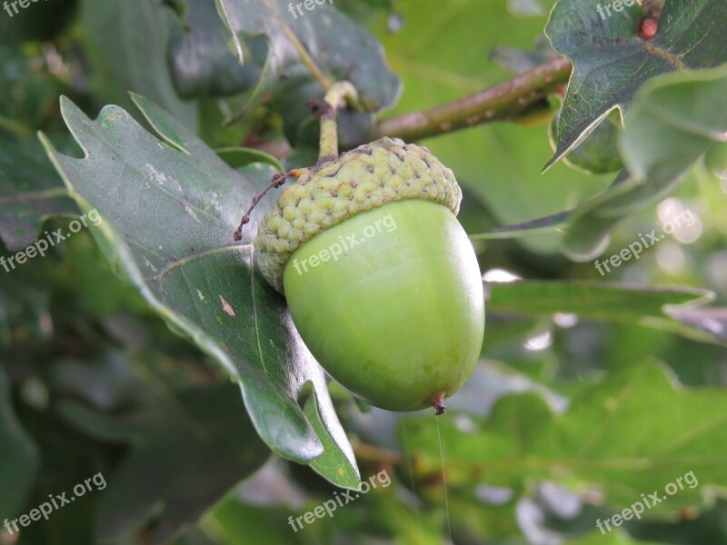 Acorn Oak Autumn Tree Nature