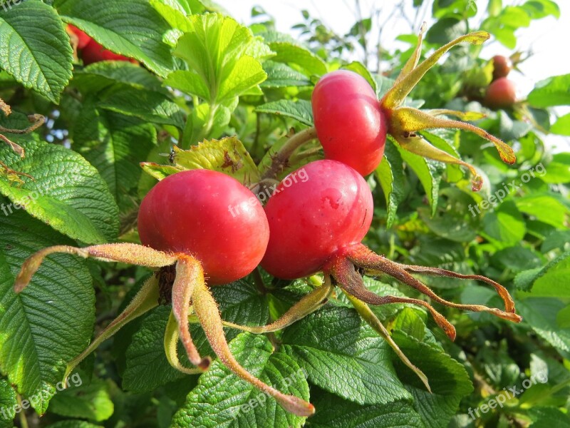 Rose Hip Wild Rose Red Bush Nature