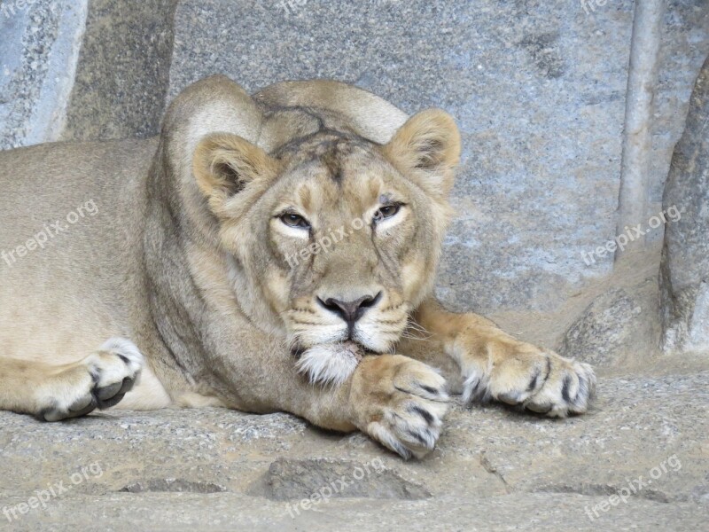 Lion Lioness Animal World Predator Africa