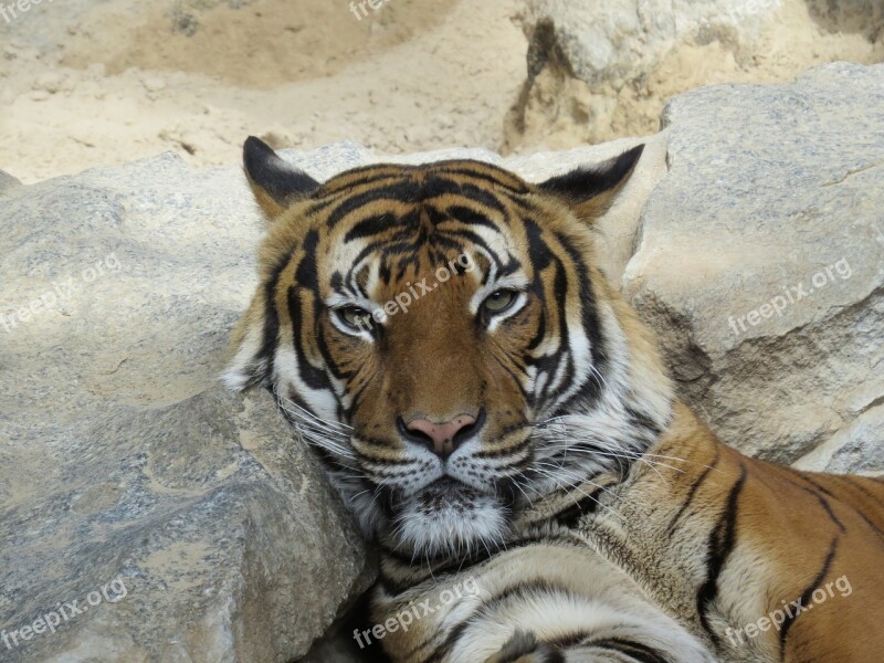 Tiger Big Cat Predator Dangerous Animal World