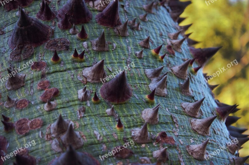 Pujas Thorns Stakes Pointed Tree