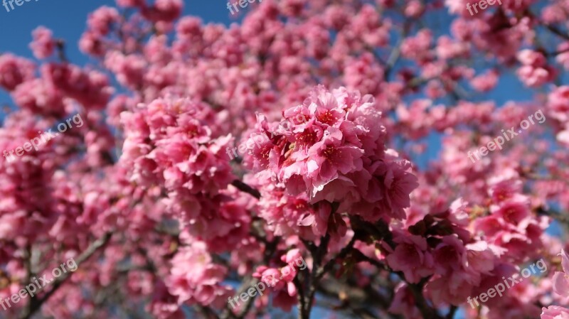 Cherry Flower Flowering Rosa Nature