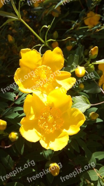 St John's Wort Flowers Yellow Sun Light