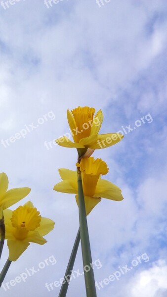 Daffodils Yellow Flowers Flower Nature