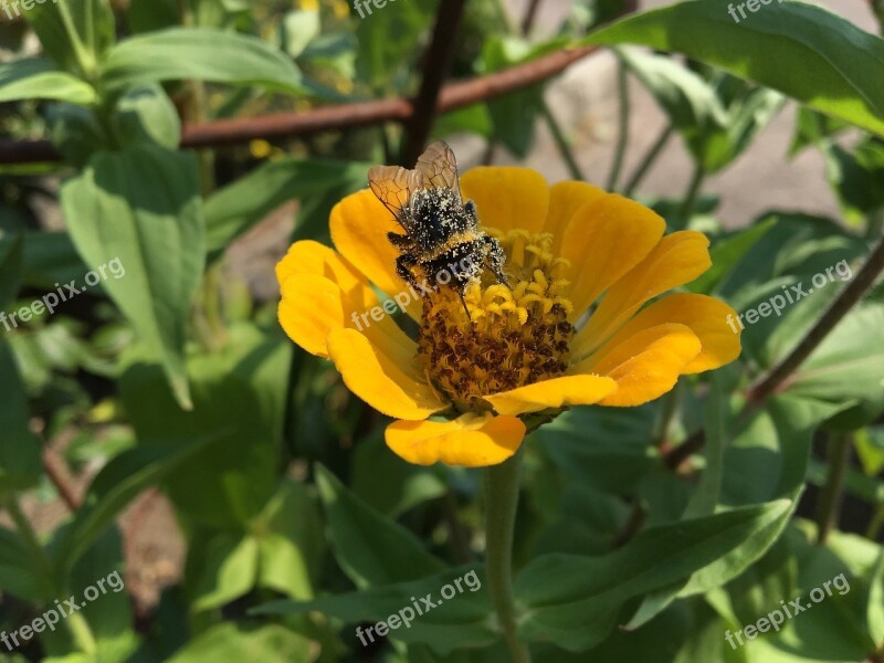 Hummel Flower Summer Insect Garden