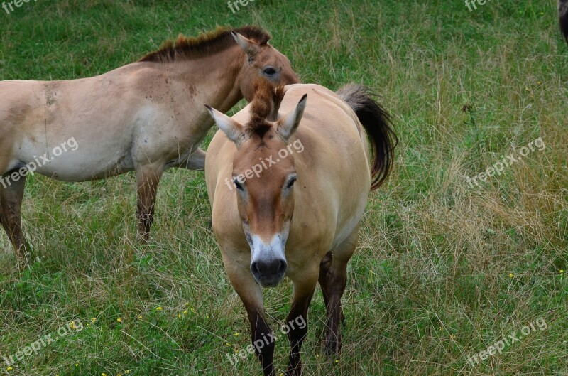 Horse Wild Feral Grass Natural