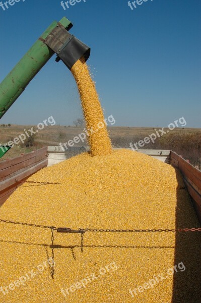 Harvest Corn Fall Agriculture Ethanol