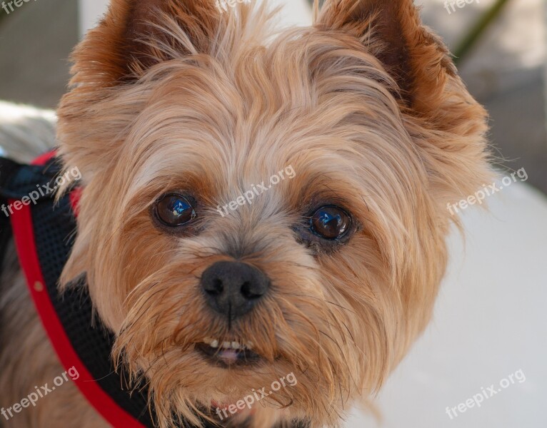 Dog Yorkshire Terrier Nice Terrier Pet