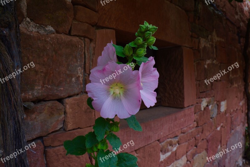 Hollyhock Pink Flower Bud Red Wall