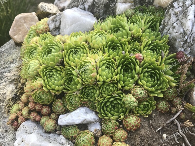 Skalka Nature Garden Plants Stones