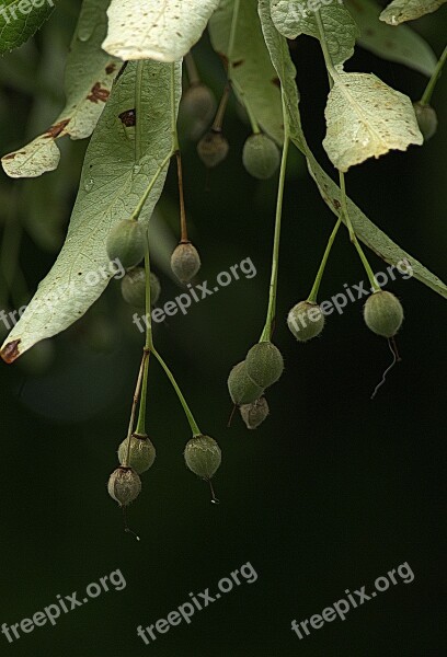 Linden Flowers Fruit Infructescence Cover Sheet Globose Pegasus