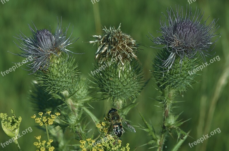 Thistle Fly Inflorescence Close Up Nature