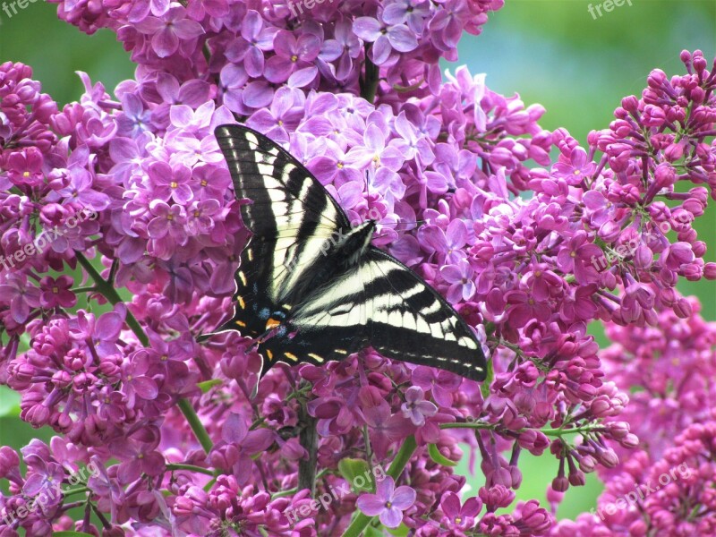 Pale Tiger Swallowtail Pale Tiger Swallowtail Butterfly