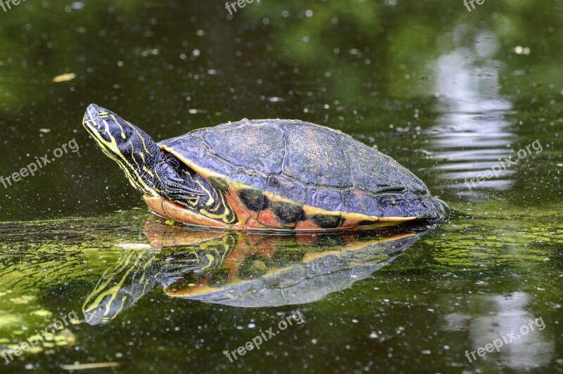 Florida Rotbauch Eared Marsh Turtle Turtle