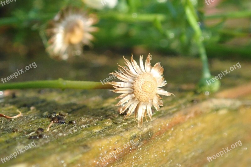 Flower Dying Autumn Nature Plant