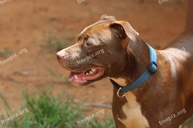 Pet Pitbull Pit Bully Rescue