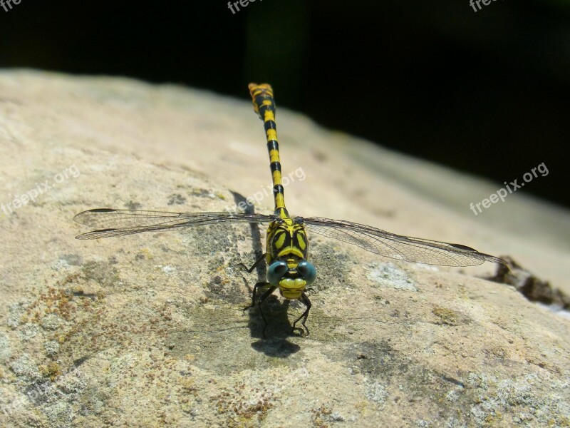 Dragonfly Dragonfly Tiger Onychogomphus Forcipatus Tallanassos Petit Free Photos