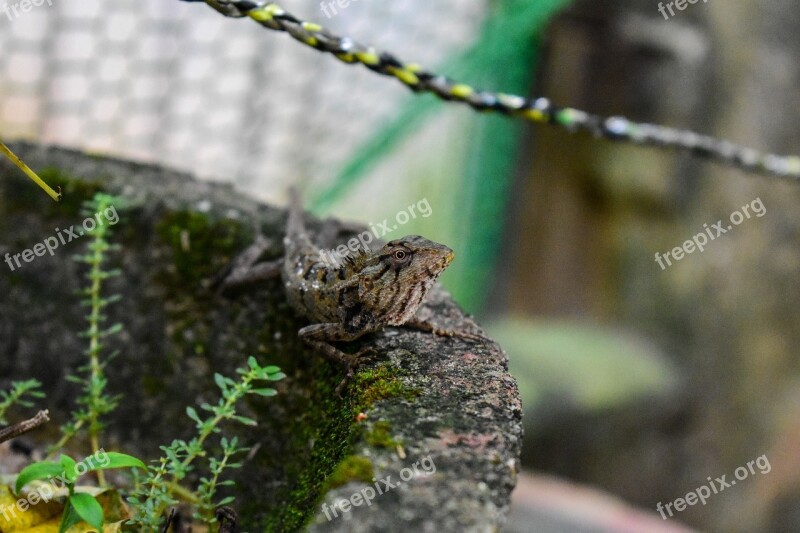 Animal Chameleon Nature Free Photos