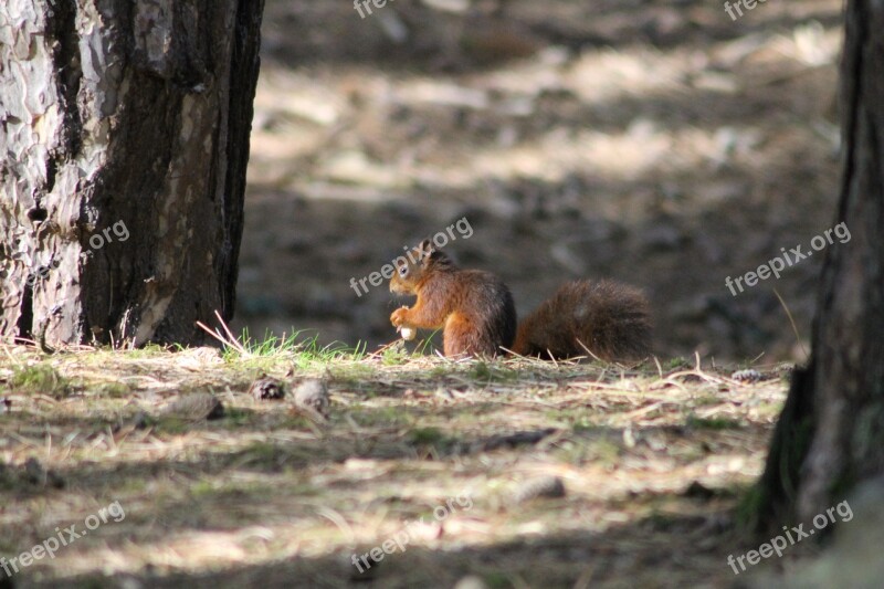 Red Squirrel Nature Formby Reserve