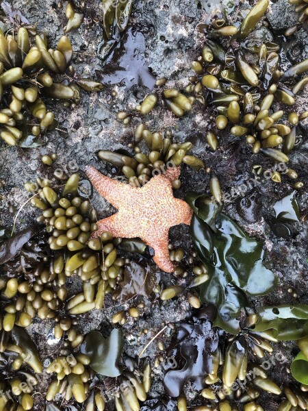 Starfish Star Fish Sea Ocean