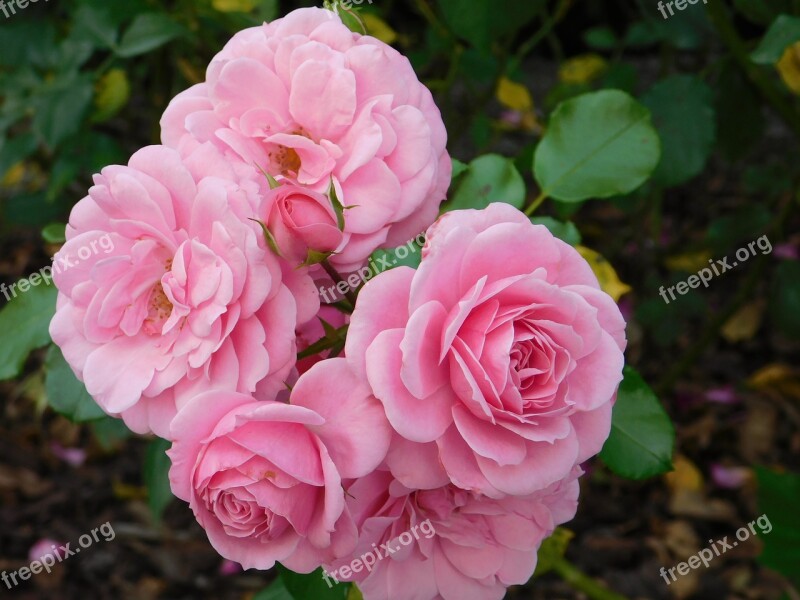 Rosa Flower Nature Flowers Bloom