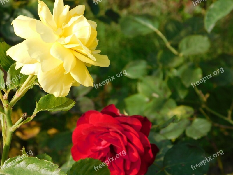 Rosa Yellow Red Flower Nature