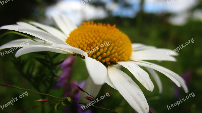 Daisy Flower Field Glade Meadow