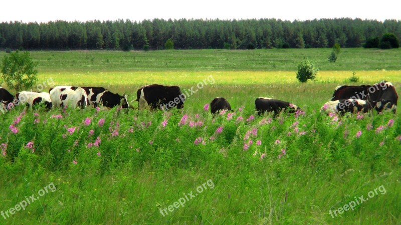 Field Meadow Cow Pasture Nature