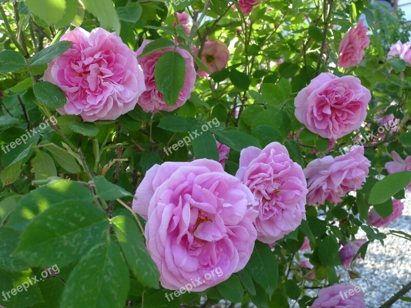 Spring Flowers Nature Paeonia Peony