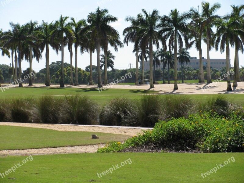 Palm Trees Greens Nature Landscape Fairway