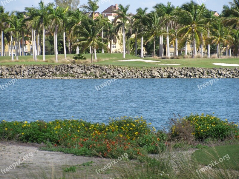 Palm Trees Water Golf Lake Fairway