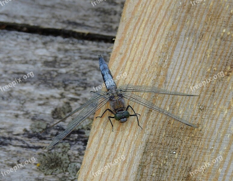 Ważka Nature Insect Wings Free Photos