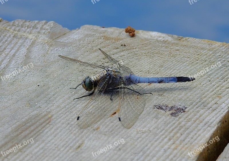 Ważka Lake Insect Nature Free Photos