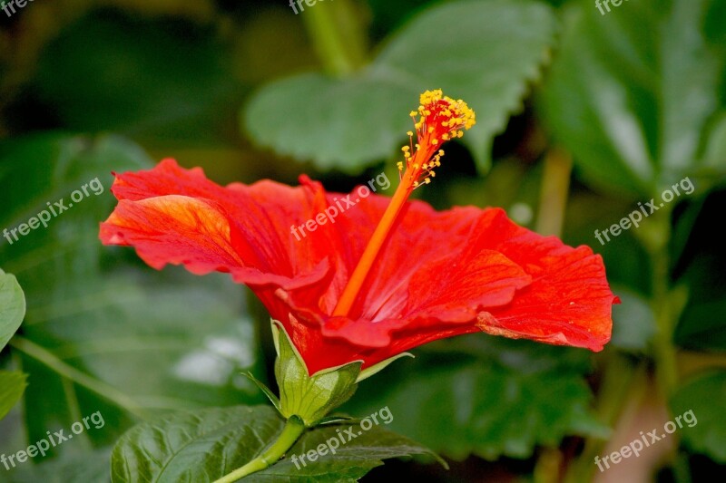 Hibiscus Rosa Sinensis Red Hibiscus Flower Red