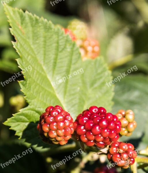 Blackberries Fruit Berries Summer Immature