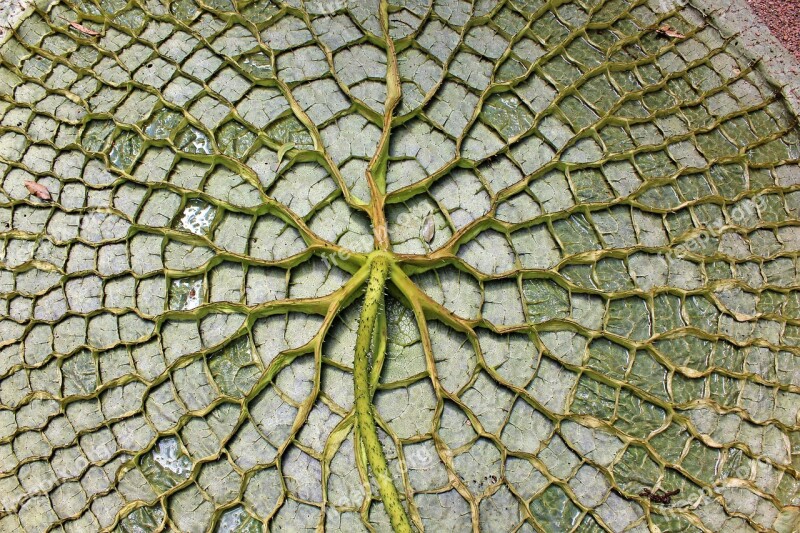 Giant Water Lily Leaf The Underside Of The Leaf Aquatic Plant Victoria Nymphaeaceae