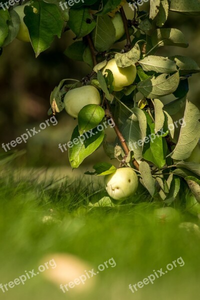 Apple Apples Fruit Tree Garden