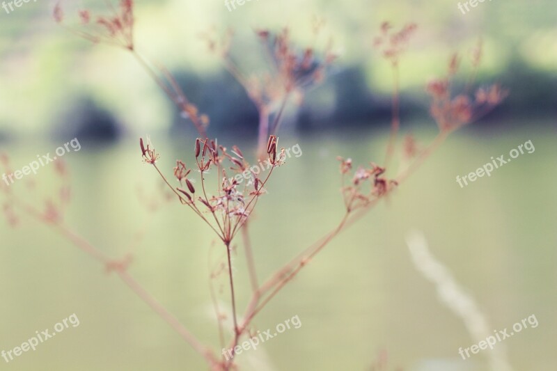 Nature Mood Green Dry Forest