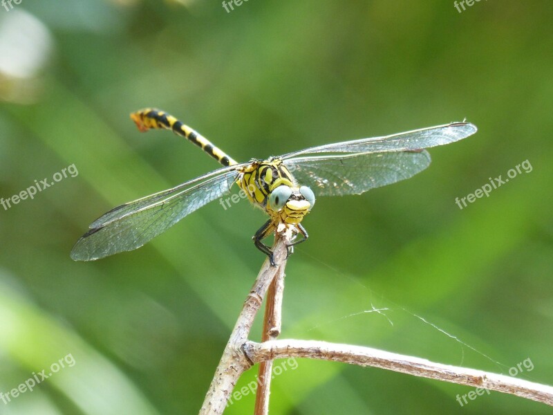 Dragonfly Dragonfly Tiger Onychogomphus Forcipatus Tallanassos Petit Greenery