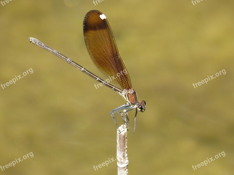 Dragonfly Damselfly Black Dragonfly Calopteryx Haemorrhoidalis Beauty