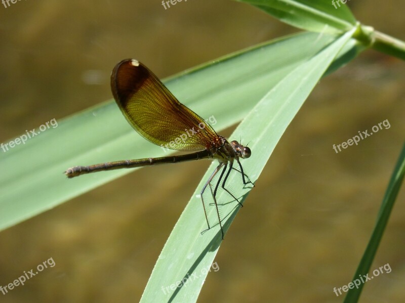 Dragonfly Damselfly Black Dragonfly Calopteryx Haemorrhoidalis Beauty