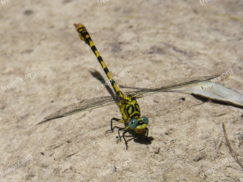 Dragonfly Dragonfly Tiger Onychogomphus Forcipatus Tallanassos Petit Free Photos