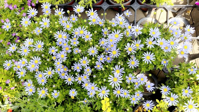 White Flowers White Flower Spring Flowers Vivid Sejong City